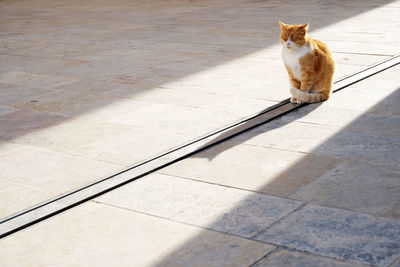 Cute red cat closing its eyes and purring in delight in the warm sunshine in the street in winter