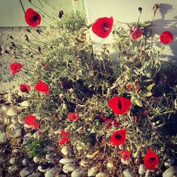 Close-up of red flowers