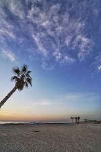 Scenic view of sea against sky during sunset and palm trees 