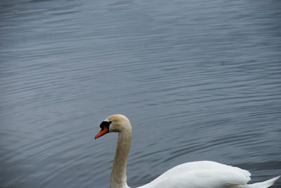 Swan floating on lake