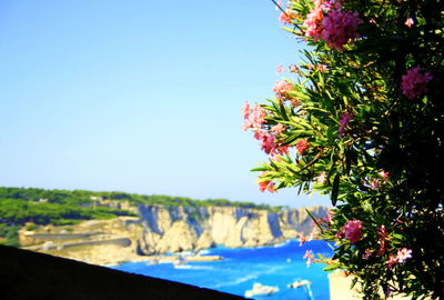 Scenic view of flowering plant against clear blue sky