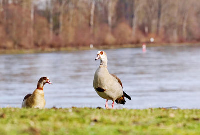 Ducks on a land