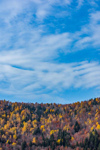 Low angle view of trees against blue sky