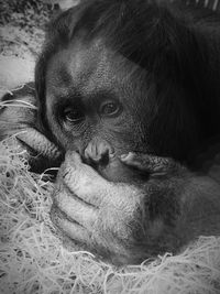 Close-up of portrait of relaxing at zoo