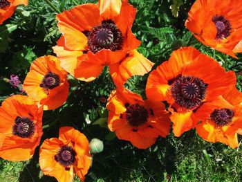 Close-up of orange flowers blooming outdoors