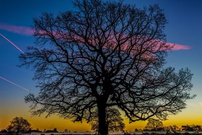 Low angle view of silhouette tree against sky