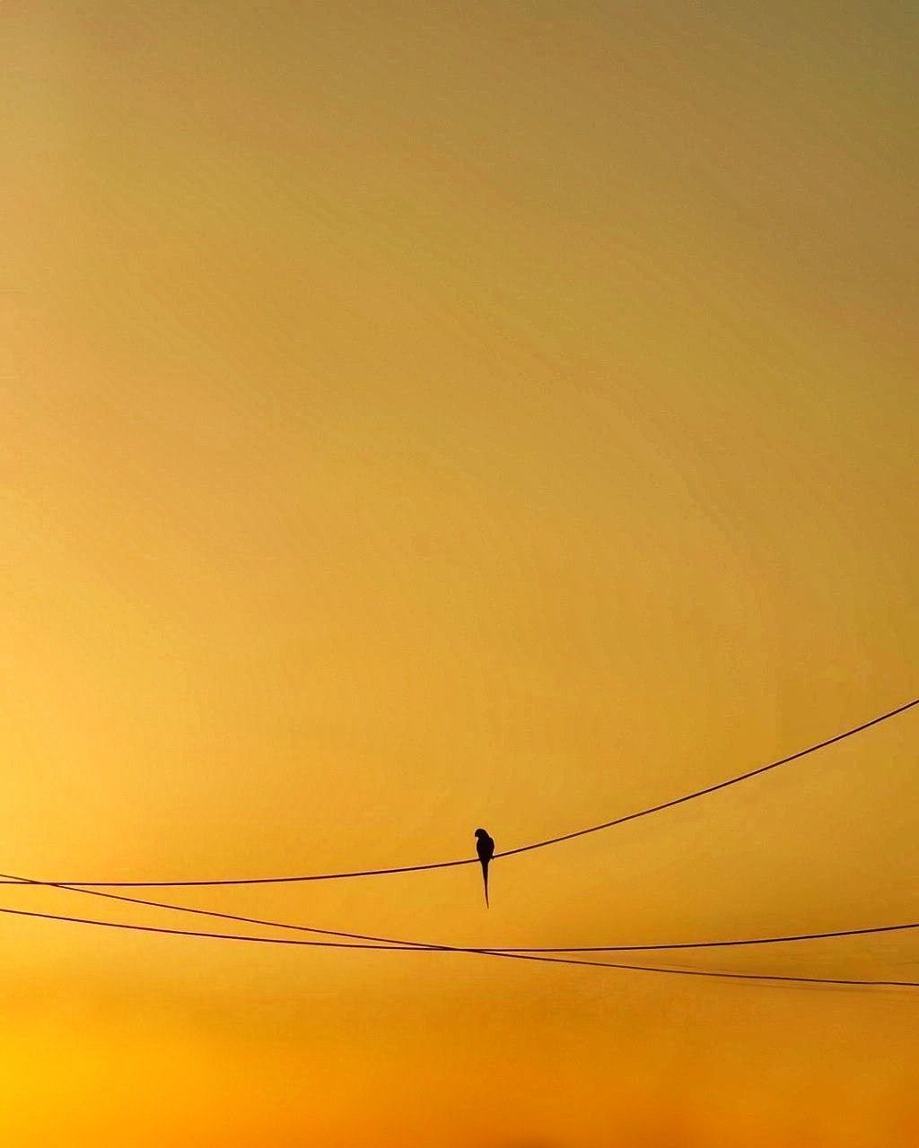 cable, yellow, animal themes, animal, sky, silhouette, animal wildlife, wildlife, line, sunset, bird, electricity, one animal, nature, power line, copy space, low angle view, orange color, no people, horizon, beauty in nature, outdoors, technology, scenics - nature, perching, telephone line, power supply, tranquility, sunlight, sun