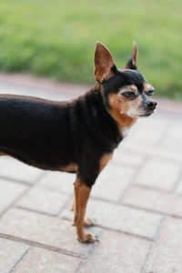 Portrait of dog standing on footpath