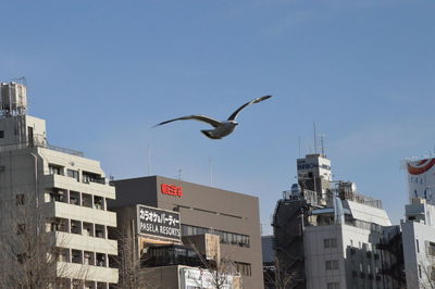 Low angle view of seagull and buildings against sky