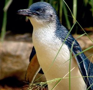 Close-up of bird