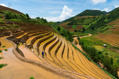 High angle view of terraced field