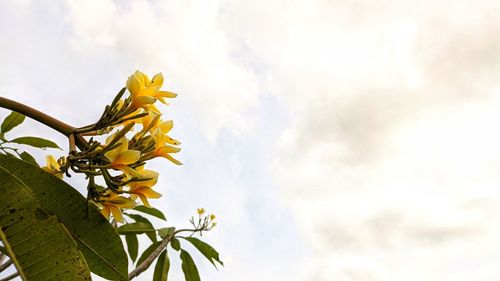 Low angle view of yellow flowering plant against sky