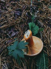 High angle view of mushrooms on field