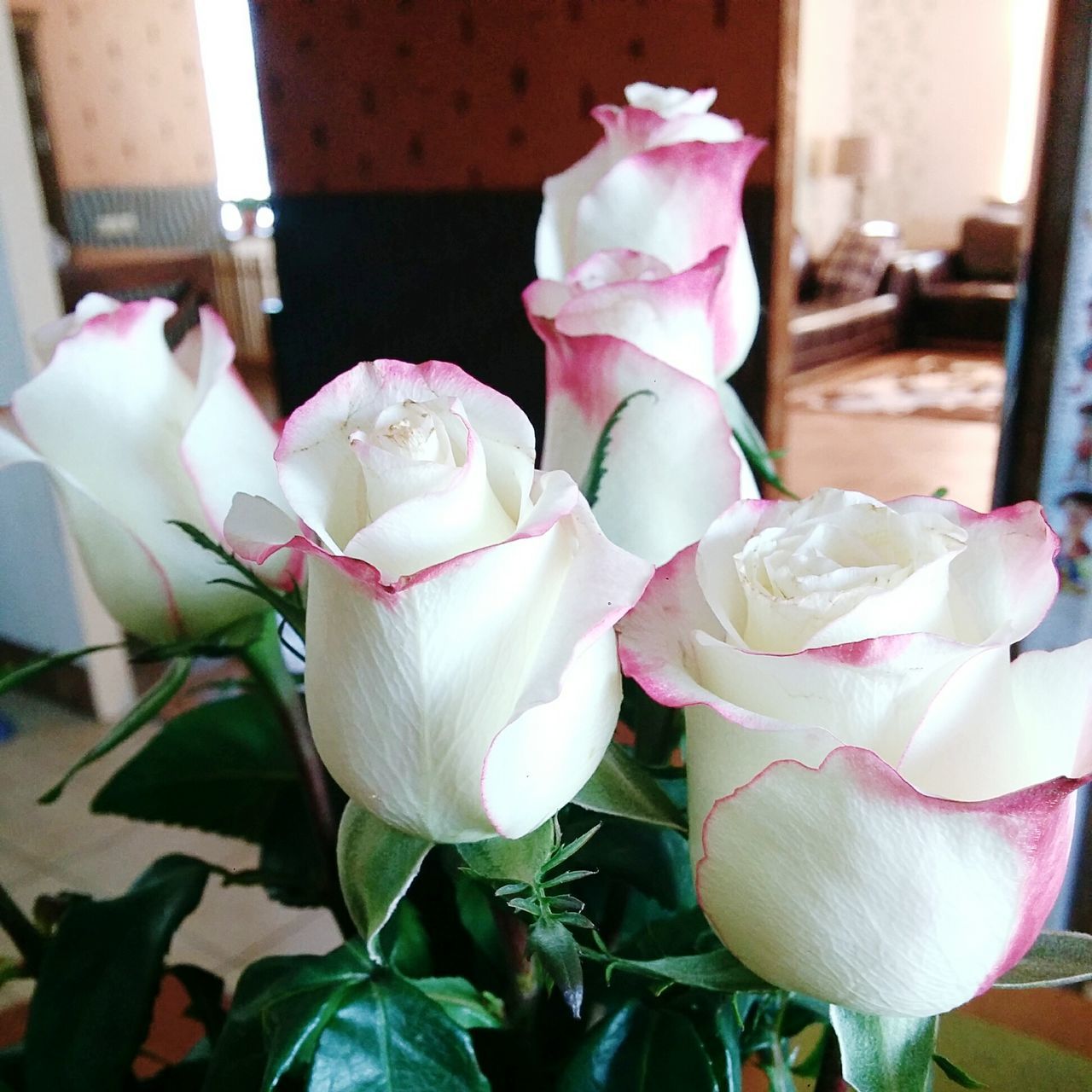 flower, petal, fragility, freshness, flower head, rose - flower, beauty in nature, pink color, growth, white color, close-up, indoors, blooming, nature, plant, leaf, orchid, rose, day, focus on foreground