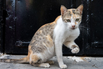 pet