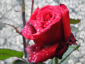 Close-up of wet red rose
