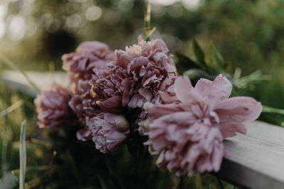 Close-up of pink flowering plant