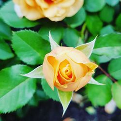 Close-up of rose blooming outdoors