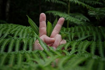 Close-up of hand showing peace sign amidst green plants