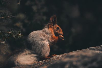 Close-up of squirrel on tree