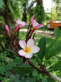 Close-up of pink flower