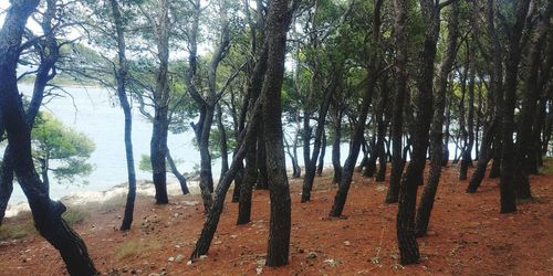 Trees in forest