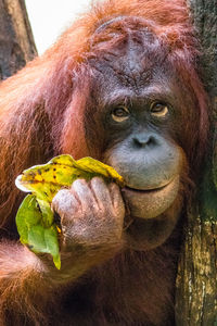 Close-up of monkey eating