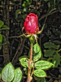 Close-up of red flower blooming outdoors