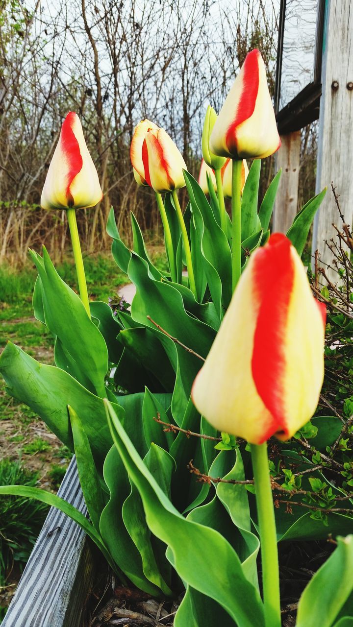 freshness, growth, flower, tulip, red, close-up, fragility, nature, plant, petal, stem, beauty in nature, leaf, day, outdoors, sunlight, field, food and drink, no people, flower head