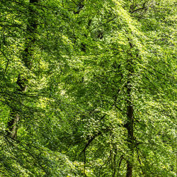 Full frame shot of trees