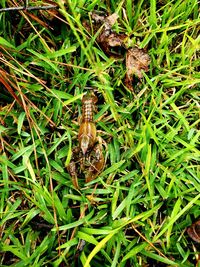 High angle view of frog on field