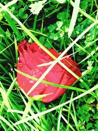 Close-up of plants growing on field