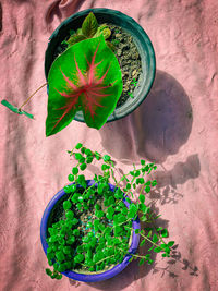 High angle view of potted plant on table