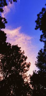 Low angle view of silhouette trees against sky