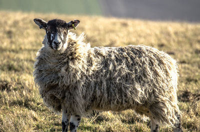 Close-up of sheep standing on field