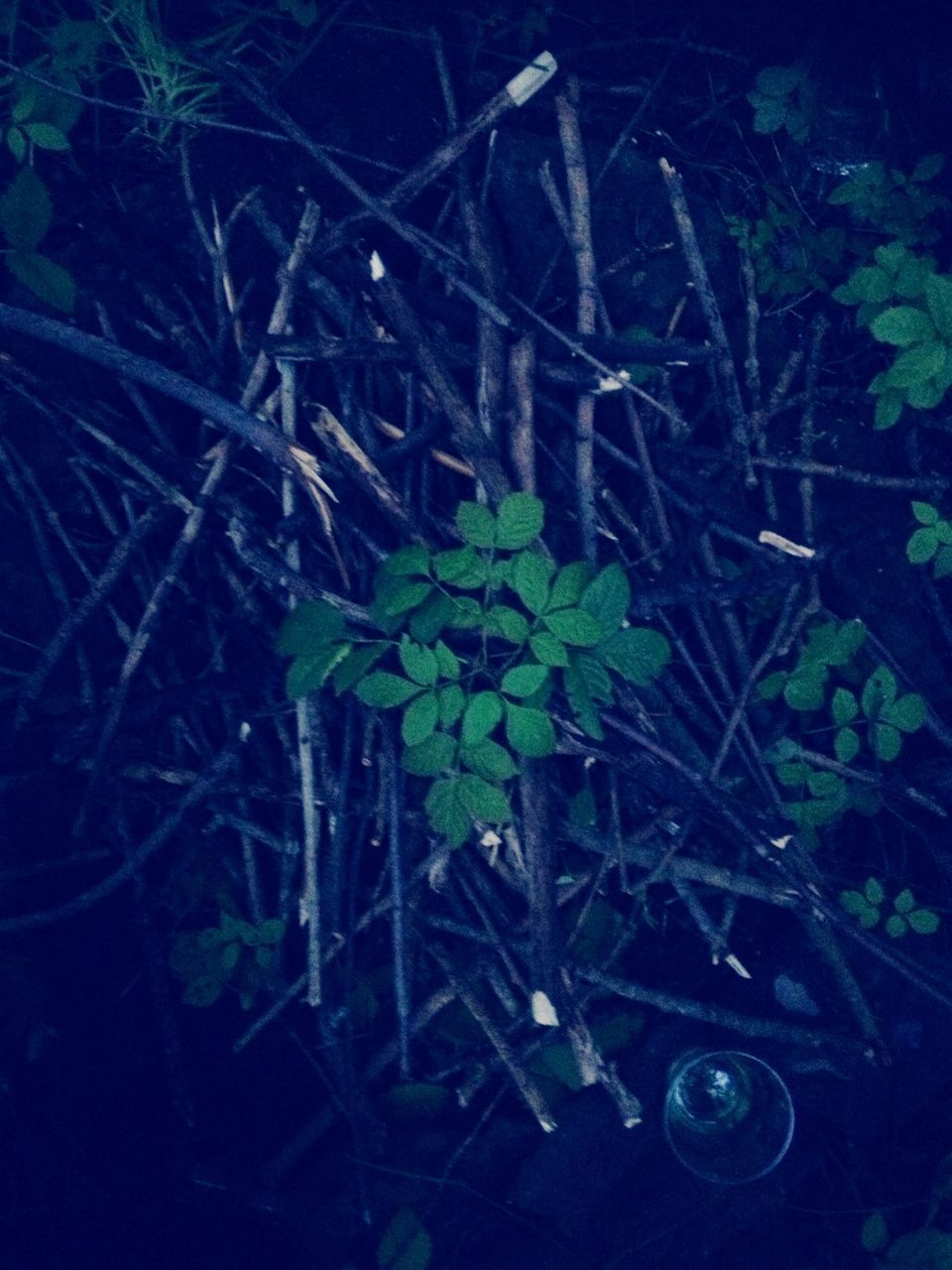 plant, leaf, growth, close-up, night, high angle view, nature, green color, no people, outdoors, sunlight, metal, fragility, blue, growing, fence, abundance, beauty in nature, freshness