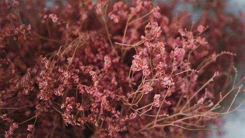 Close-up of flowers