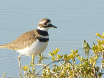 Close-up of bird perching on plant