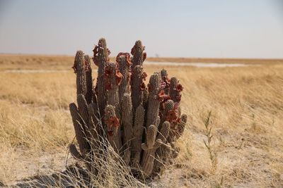 Close-up of plant against clear sky