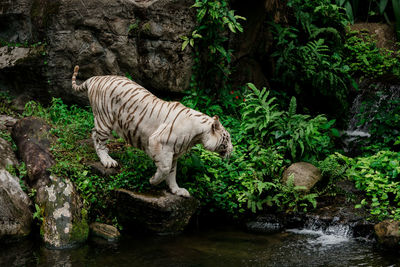 White tiger standing on rock in forest