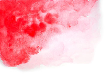 Close-up of pink petals on white background