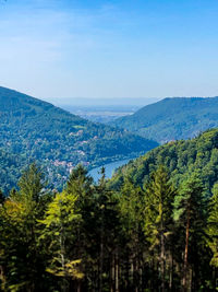 Scenic view of pine trees against sky