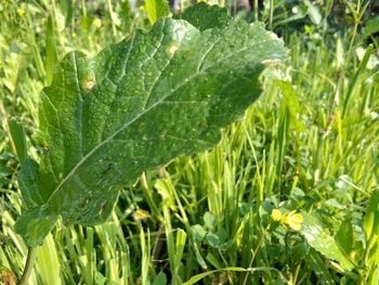 Close-up of wet plant growing on field