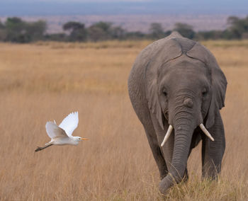 An egret flying before an elephant