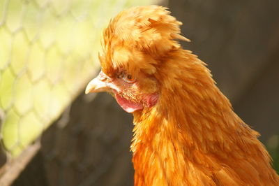 Close-up of bird