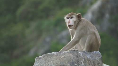 Lion looking away