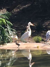 Birds by lake