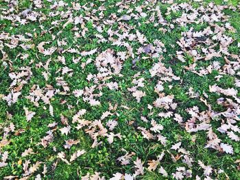 High angle view of flowering plants on field