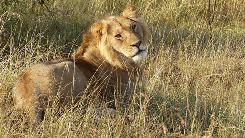Close-up of lion looking away