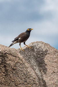 Close-up of bird perching on rock